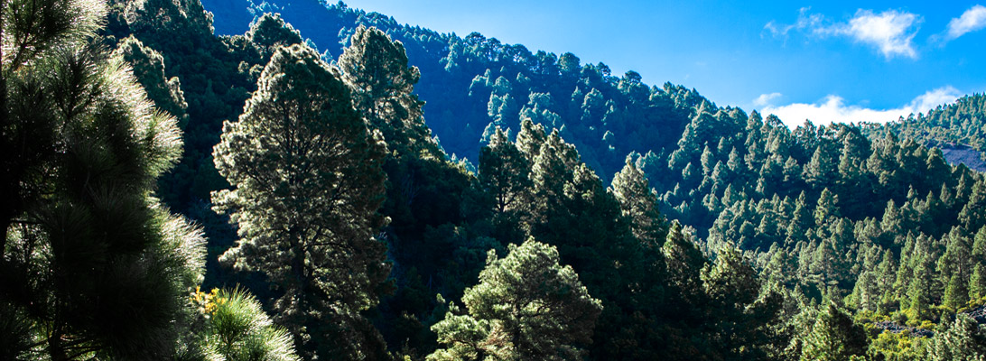 Dichter kanarischer Kiefernwald auf La Palma