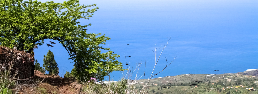 Grajas, kanarische Krähen, über einem Wanderweg in Tjarafe