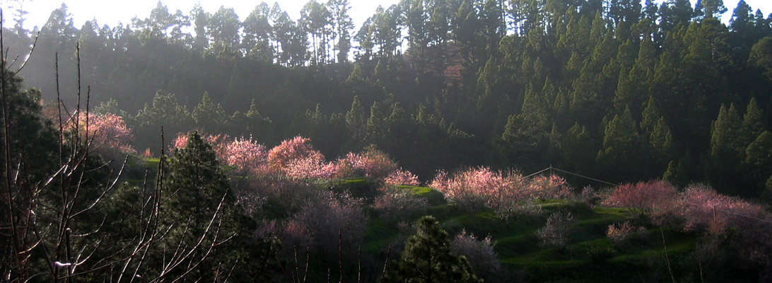 Blossoming almond trees between canary pines