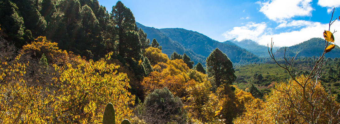 Autumn-coloured chestnuts on cumbre