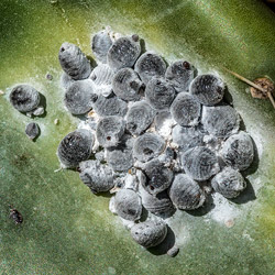 cochineal scale insects on an opuntia leaf