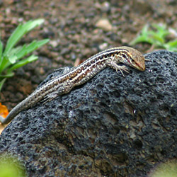 Female Canary Lizard