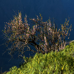 Flowering almond tree at Tijarafe