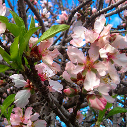 Almond blossoms on La Palma