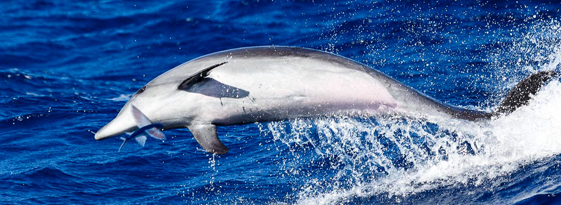 Flying fish and dolphin off La Palma