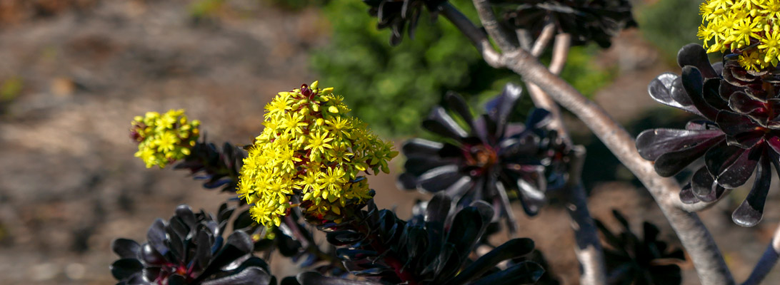 Flowering spurge on La Palma