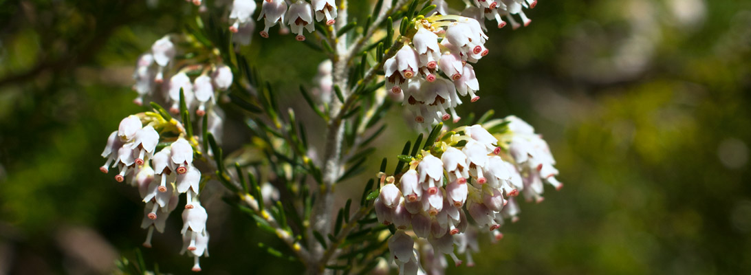 Blüten der Baumheide