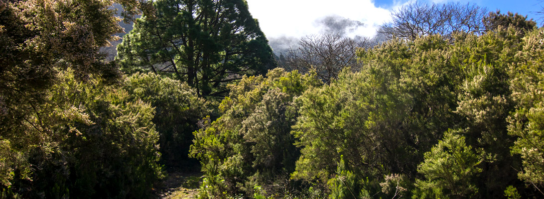 A way through the dense Fayal-Brezal vegetation